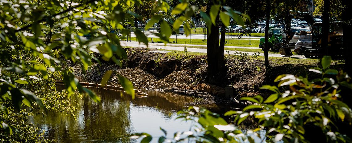 Red Cedar riverbank seen through leaves