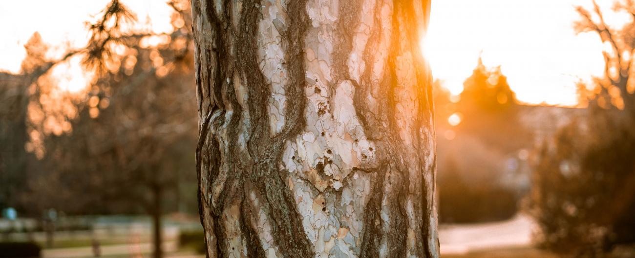 A tree trunk is backlit by the campus horizon and a sunset.