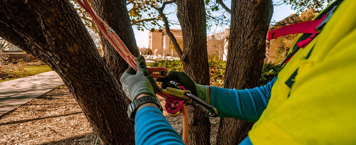An arborist secures his harness ropes next to a tree