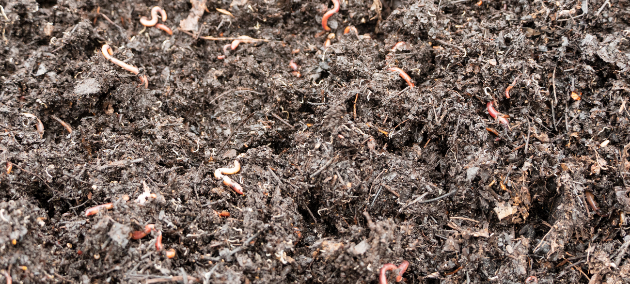 Worms in the compost pile