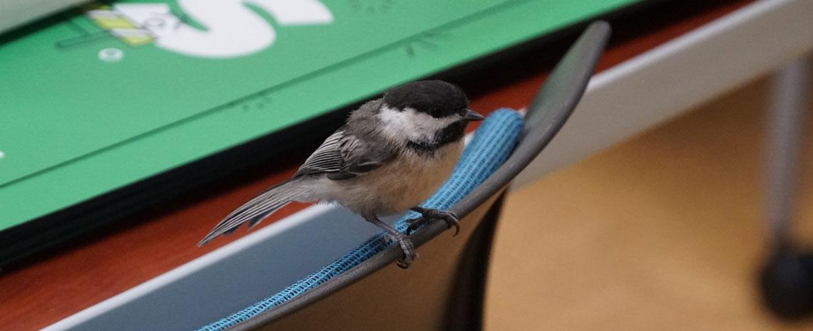 A small chickadee perched on the back of an office chair