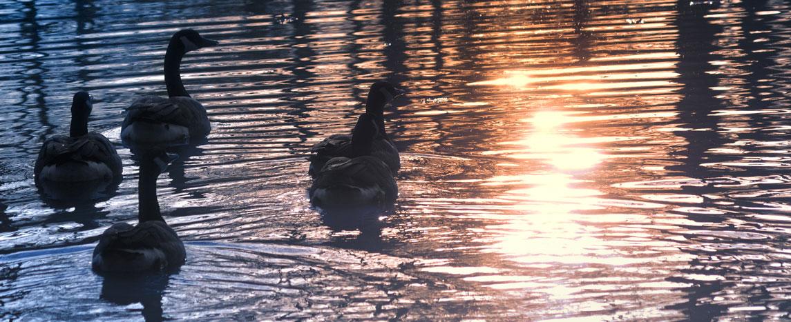 Ducks silhouetted on the Red Cedar River