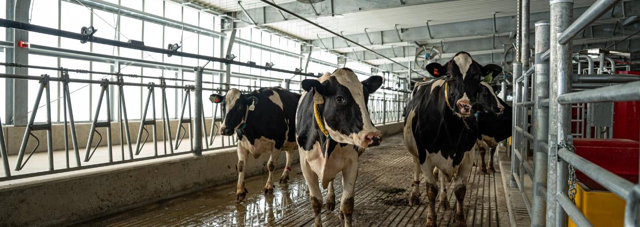 Black and white cows walk through a large new dairy facility with high ceilings and wide walkways