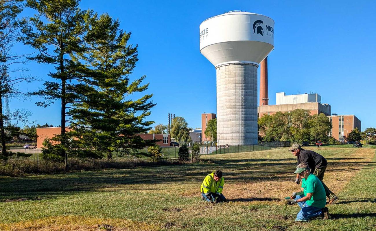 IPF workers plant pollinator flora in front of MSU's water tower